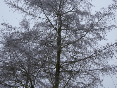 Alnus glutinosa 'Imperialis'