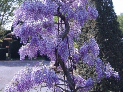 Wisteria sinensis 'Amethyst'