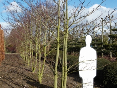 winterbeeld Cornus controversa