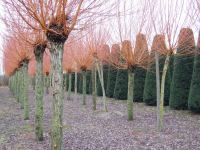 Salix alba 'Chermesina'