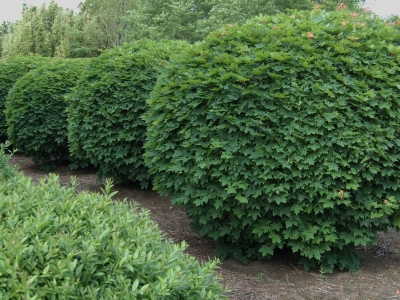 Acer platanoïdes 'Globosum'