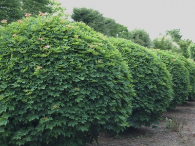 Acer platanoïdes 'Globosum'