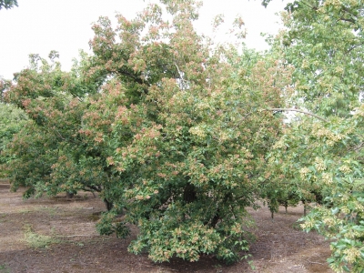 Acer tataricum ssp ginnala