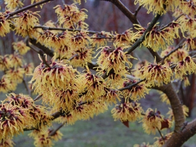 Hamamelis intermedia 'Orange Beauty'