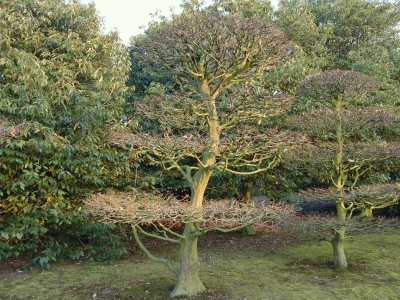 Carpinus betulus