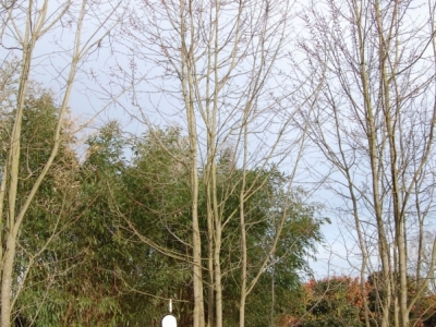 winterbeeld Acer rubrum 'October Glory'