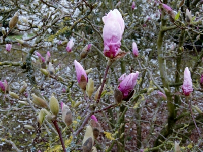 Magnolia 'Georges Henry Kern'