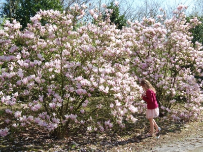 Magnolia 'Georges Henry Kern'