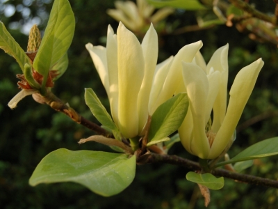 Magnolia fraserii 'Goldstar'