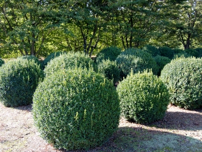 Buxus sempervirens