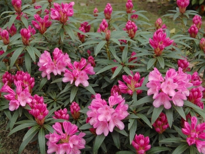 Rhododendron 'Graziella'