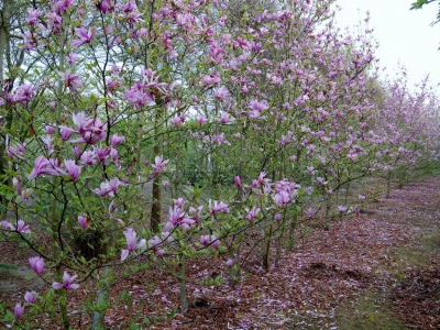 Magnolia 'Betty'