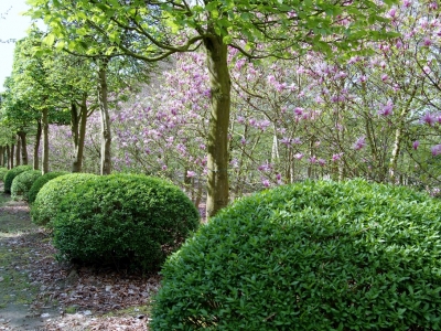 Ligustrum  vulgare 'Lodense'