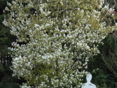 Amelanchier lamarckii