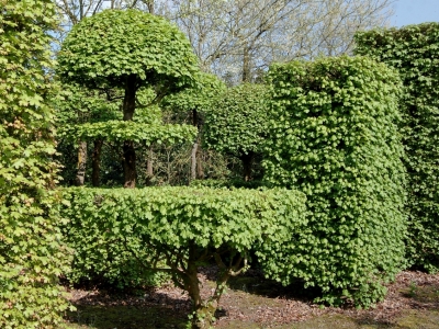 Topiairs van veldesdoorn Acer campestre
