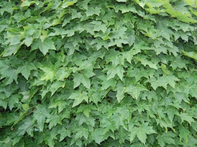 Acer platanoïdes 'Globosum'
