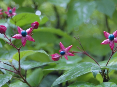 Deze late vruchtjes behoren tot de bijzondere details van deze boom. Clerodendrum trichotomum fargesii