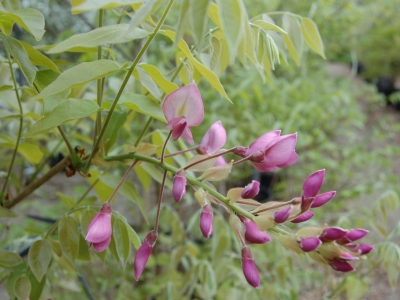 Wisteria brachybotrys 'Showa-beni'