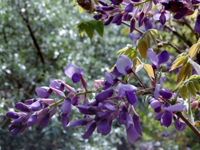 Wisteria brachybotrys 'Okayama'