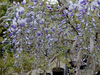 Wisteria floribunda 'Eranthema'