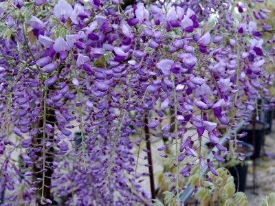 Wisteria sinensis 'Amethyst'