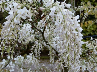 Wisteria sinensis 'Alba'