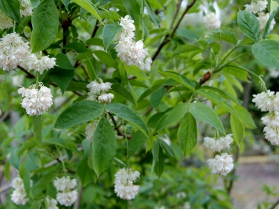 Staphylea pinnata