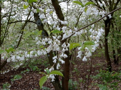 Halesia monticola