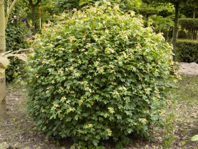 ... en nog een mooie bolvorm Acer campestre