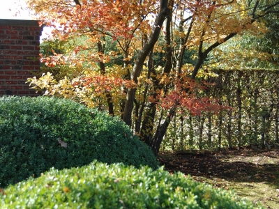 Amelanchier lamarckii