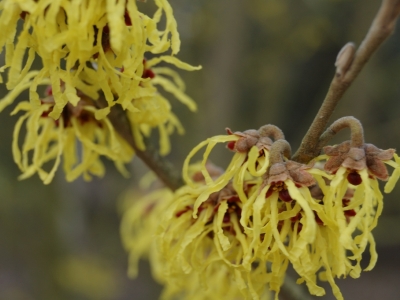 Hamamelis intermedia 'Arnold Promise'