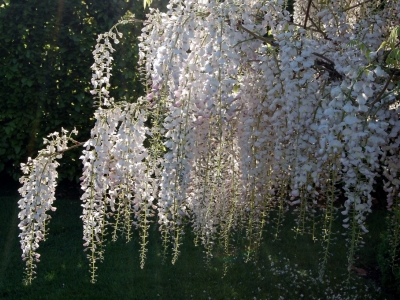 Wisteria floribunda 'Kuchi-beni'