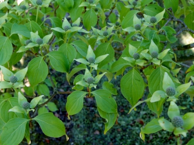 Cornus kousa 'China Girl'