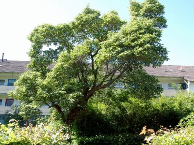 Crataegus persimilis 'Splendens'