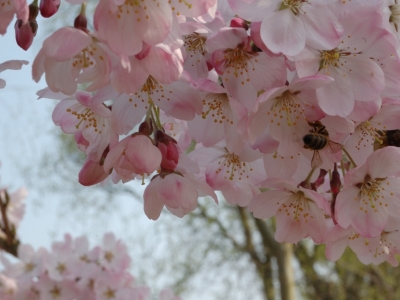 Prunus yedoensis