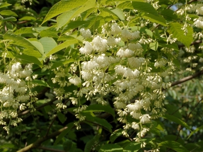 Pterostyrax hispida