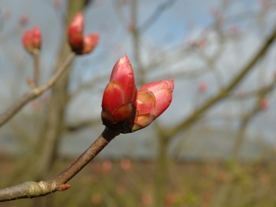 Aesculus pavia var splendens