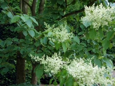 Syringa reticulata 'Ivory Silk'