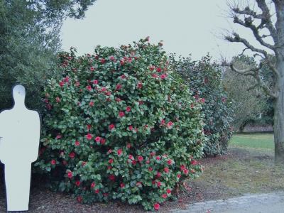 Camellia japonica