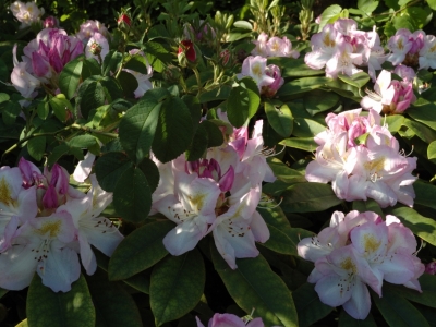 Rhododendron 'Gomer Waterer'