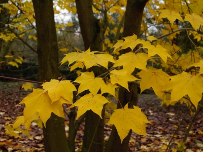 Acer cappadocicum 'Rubrum'