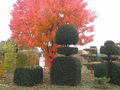 ...en deze wordt door ons en onze buren ... Acer rubrum 'October Glory'