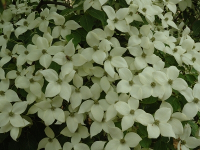 Cornus kousa 'China Girl'