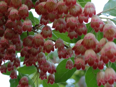 Enkianthus campanullatus