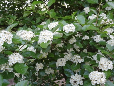 Crataegus persimilis 'Splendens'