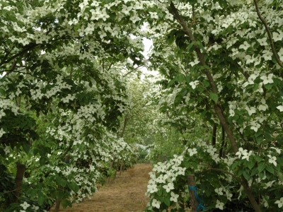 Cornus kousa 'China Girl'