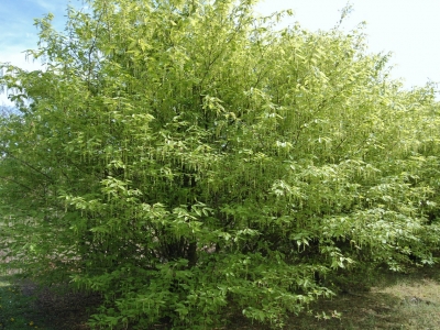 Acer carpinifolia
