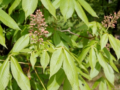 Aesculus x mutabilis 'Induta'