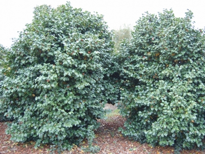 Camellia japonica