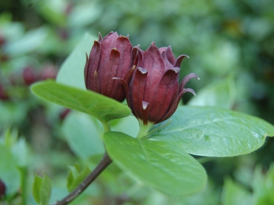 De Nederlandse naam "Specerijstruik" kreeg de plant omwille van zijn kruidige geur en smaak. Calycanthus floridus